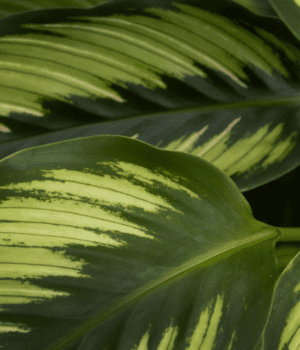 Calathea Beautystar close-up