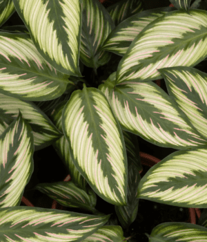 Calathea Beautystar close-up