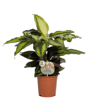 Calathea Beautystar 14 cm