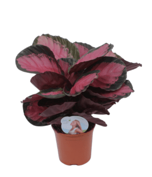 Calathea Crimson 14 cm sleeve