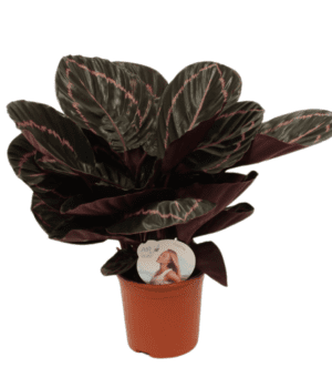 Calathea roseopicta Dottie