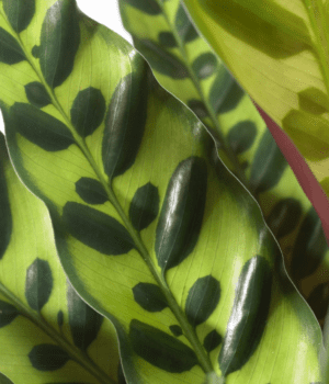 Calathea Lancifolia Insigne close-up