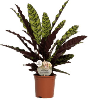 Calathea Lancifolia Insigne 14 cm