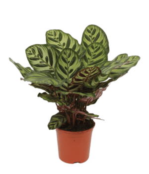 Calathea Makoyana 14 cm