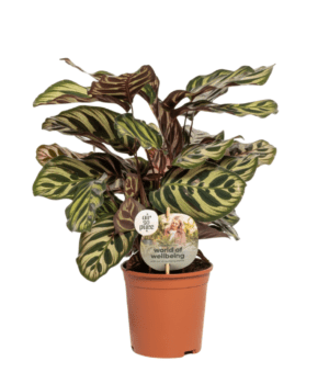 Calathea Makoyana 14 cm