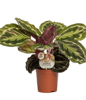 Calathea Medallion