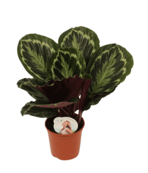 Calathea Medallion 14 cm