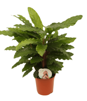 Calathea Miroscha 14 cm label