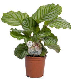 Calathea Orbifolia