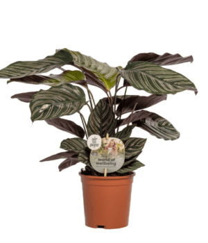 Calathea Ornata Sanderiana 14 cm