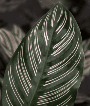 Calathea Ornata Sanderiana close-up leaf