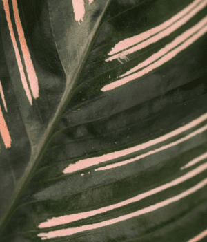 Calathea Ornata Sanderiana close-up