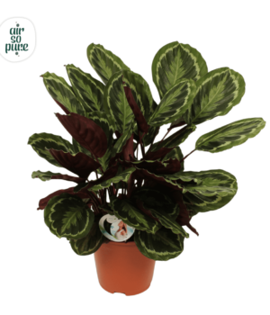 Calathea Medallion P27
