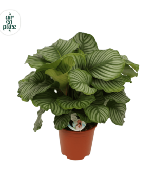 Calathea Orbifolia P27