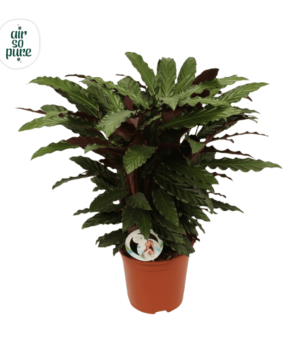 Calathea Rufibarba P27