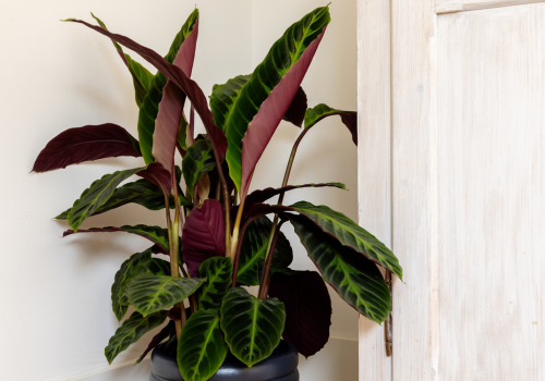 Shadowplant sfeer