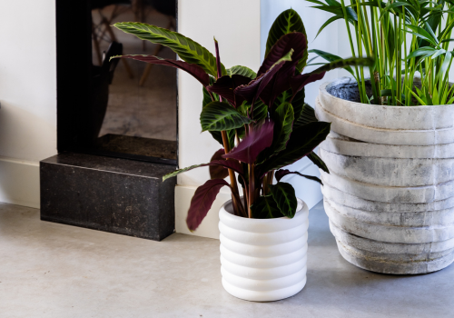 Shadowplant sfeer.1