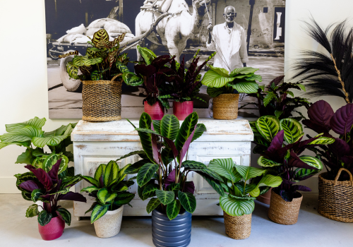 Shadowplant sfeer interior