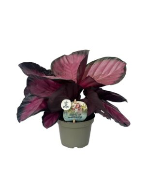 Calathea Crimson 9 cm