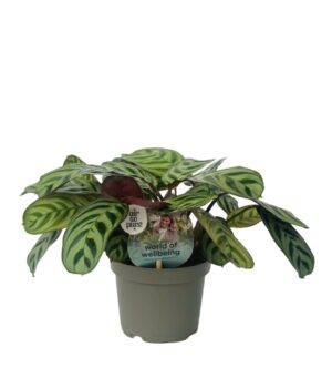 Burle Marxii 9 cm