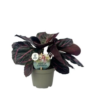 Calathea Dottie 9 cm