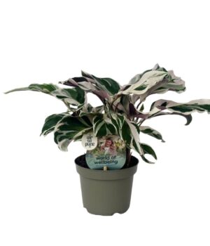 Calathea Lietzei 9 cm