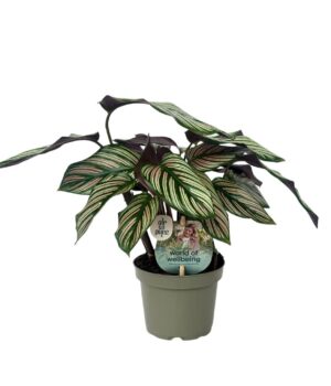 Majestica 9 cm