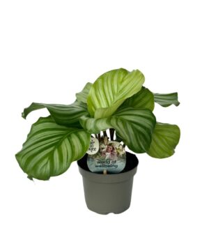 Orbifolia 9 cm